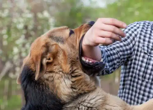 Average Cost of Dog Bite Cases Explained