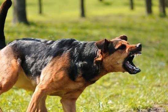Common Mistakes to Avoid in Dog Bitev