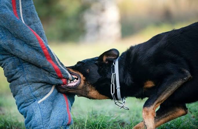 Dog Bite Settlement Guide