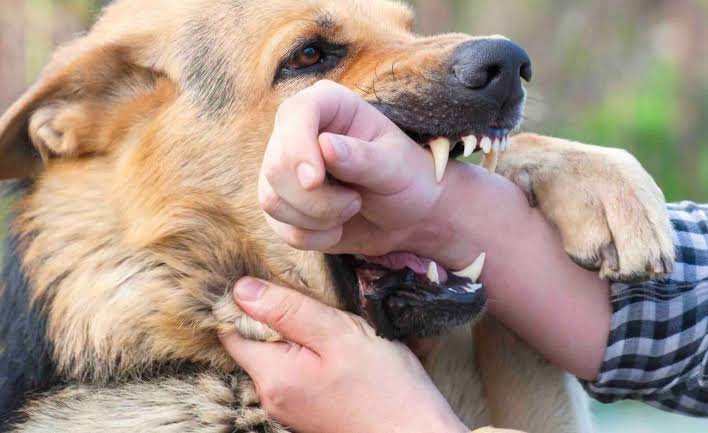 Dog Bite