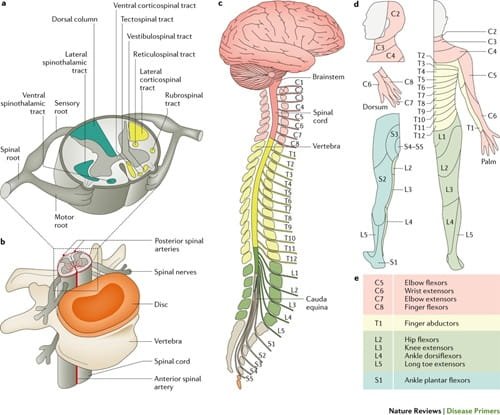 How Does Spinal Cord Injury Work